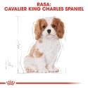 ROYAL CANIN Cavalier King Charles Spaniel Puppy 1,5kg