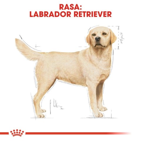 ROYAL CANIN Labrador Retriever Adult 12kg