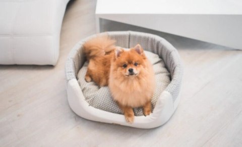 AMIPLAY Legowisko Elipsa Morgan Białe L