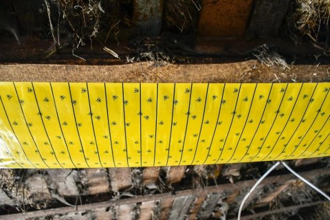 Kerbl Lep Na Muchy W Rolce 7m