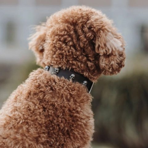 Hunter Obroża Ze Skóry Dla Psa Mombasa XS-S 35 Cm