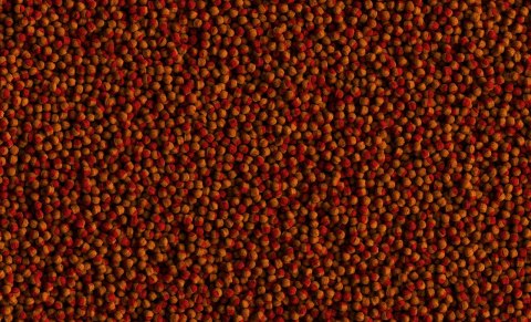 Tetra Pokarm Cichlid Colour 500ml